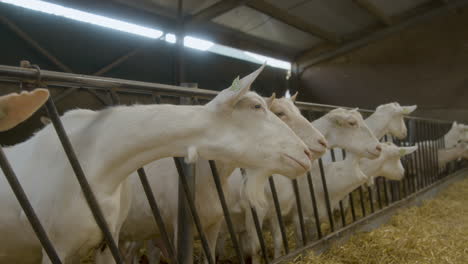 Three-goats-turning-their-head-towards-the-camera