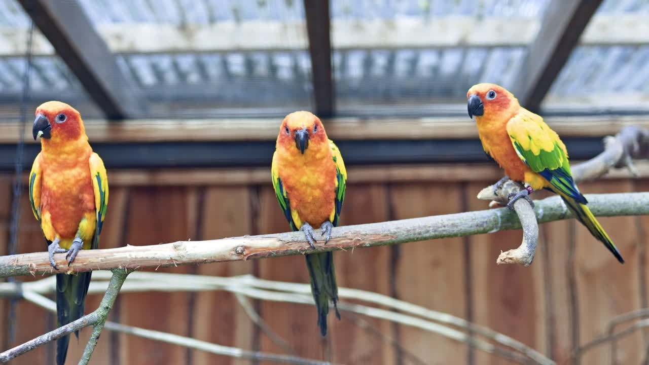 Loro grande y brillante posado en una rama en el zoológico. Loros en jaula abierta en la calle. Loros vivos decorativos