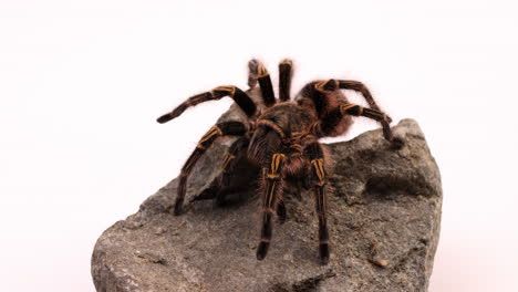 la tarántula se arrastra a través de la roca aislada en el fondo blanco - tiro ancho