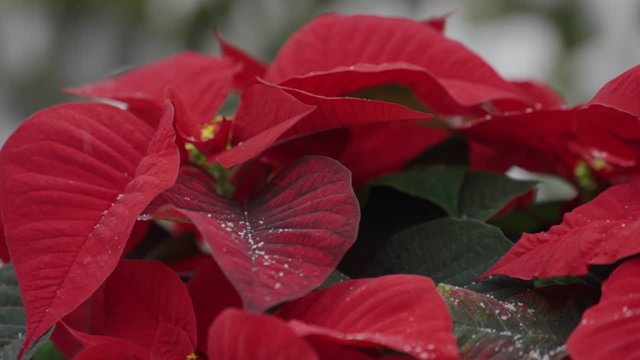 Neve leve caindo sobre as folhas vermelhas de uma planta poinsétia.