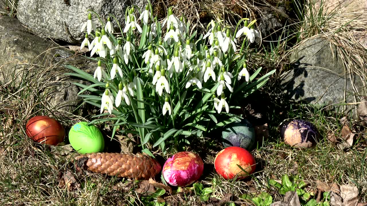 fondo de pascua, gotas de nieve en el viento y grupo de huevos de colores
