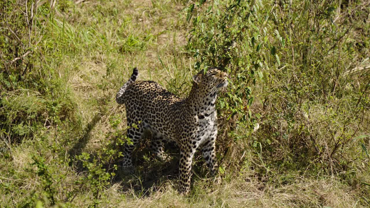 un disparo de alto ángulo de un leopardo caminando libremente entre los árboles en la naturaleza