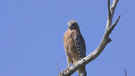 red-shouldered hawk perched on a branch