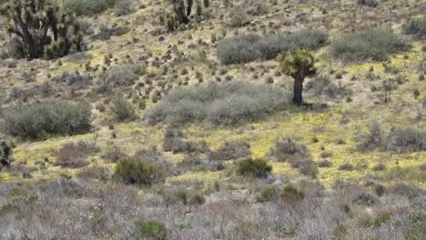 campos de flores silvestres amarillas que crecen cerca de muchos árboles de josué
