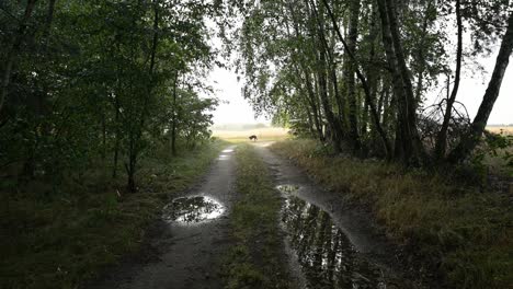 rainy scenery along the forest road