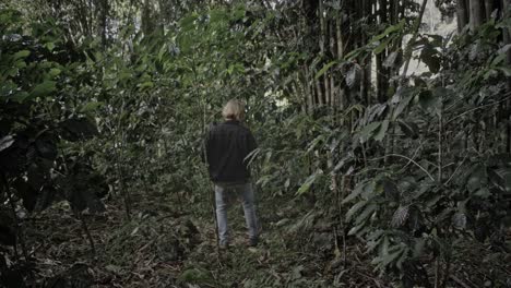 coffee plantation in a tropical forest