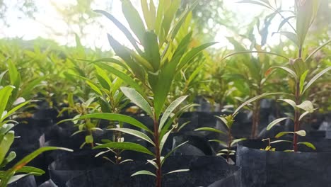 close-up-of-ornamental-plants-in-black-plastic-pots