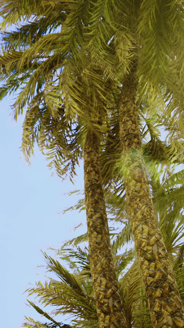 Detailed perspective on sunlit palm with mature fruit and textured bark