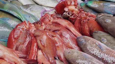 Close-up-of-red-and-colourful-raw-fish-in-ice-on-counter-at-old-fish-market-in-Jeddah,-Saudi-Arabia