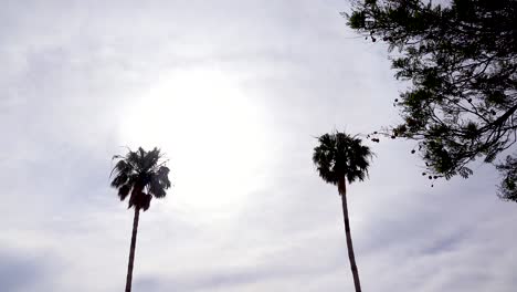 Un-Buen-ángulo-Contra-Una-Palmera-Como-Aterriza-Un-Avión-Genérico-Recortado-Contra-El-Sol-En-California