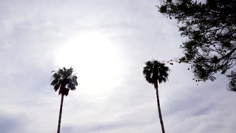 a nice angle against a palm tree as a generic plane lands silhouetted against the sun in california