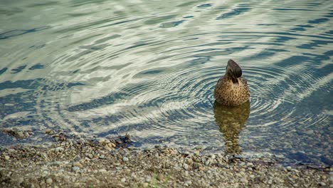 Stockente,-Die-Sich-An-Einem-Kiesstrand-In-Einem-Schimmernden-Wasser-Mit-Kreisförmigen-Wellen-Reinigt,-Die-Sich-Vom-Körper-Nach-Außen-Ausbreiten