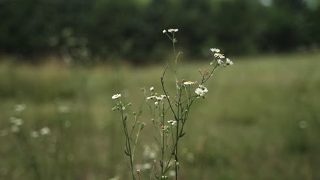 Natürliche-Blumen-In-Der-Prärie-Natur