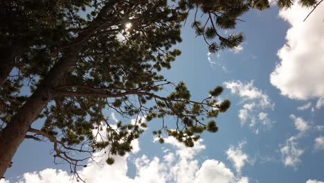 Mirando-Hacia-El-Sol-A-Través-De-Las-Ramas-De-Los-Pinos-En-Un-Hermoso-Día-Parcialmente-Nublado-En-Wyoming