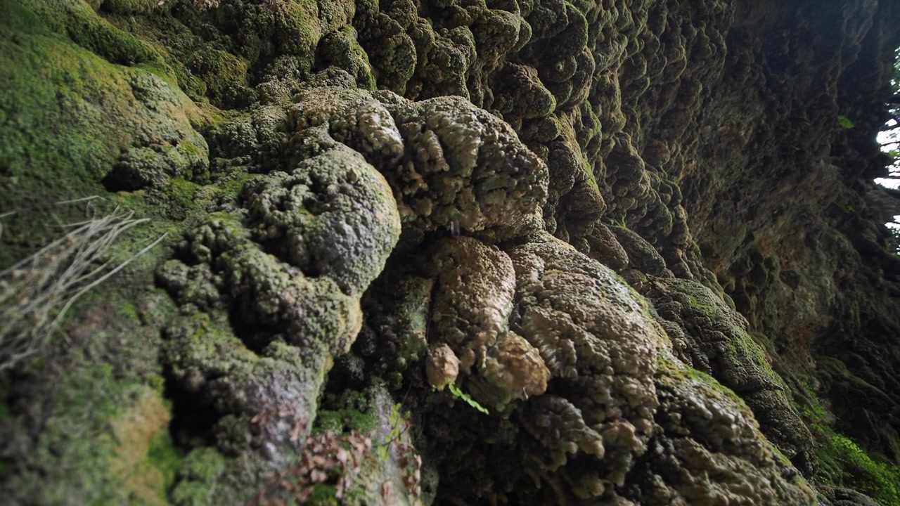 Acqua che gocciola da una formazione rocciosa muschiosa in una grotta