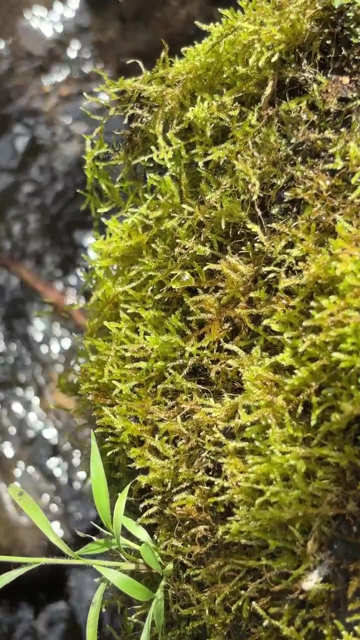 Primo piano di muschio verde che cresce accanto a un ruscello