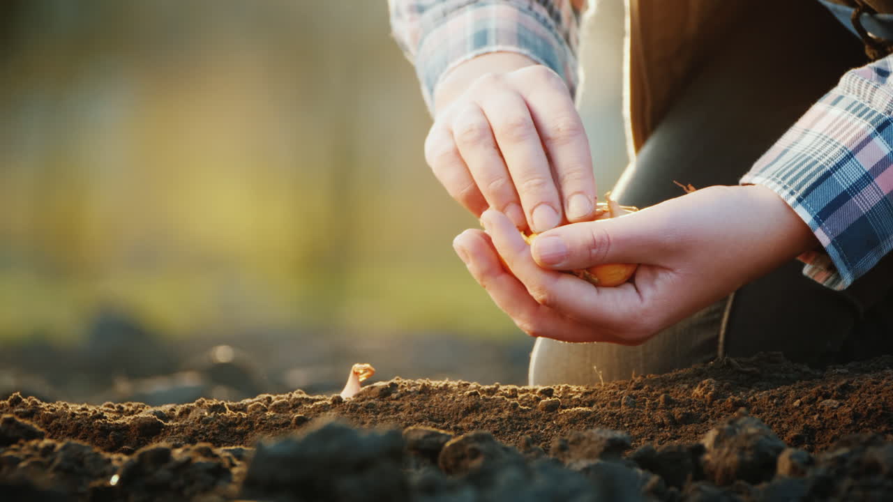 un agricultor planta un bulbo de cebolla en el suelo