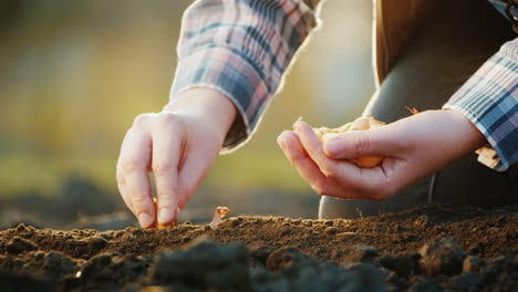 a farmer plants an onion bulb in the soil