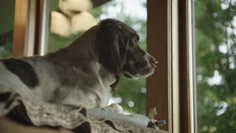 Dog-laying-on-couch-and-looking-out-window-on-summer-day