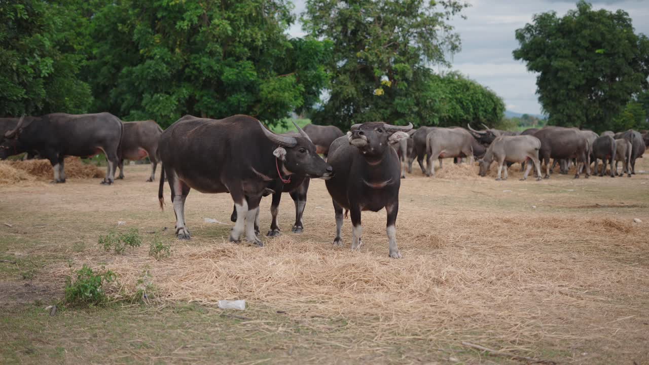 Water Buffaloes in a Field
