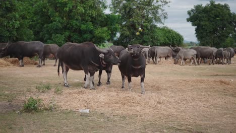water buffaloes in a field