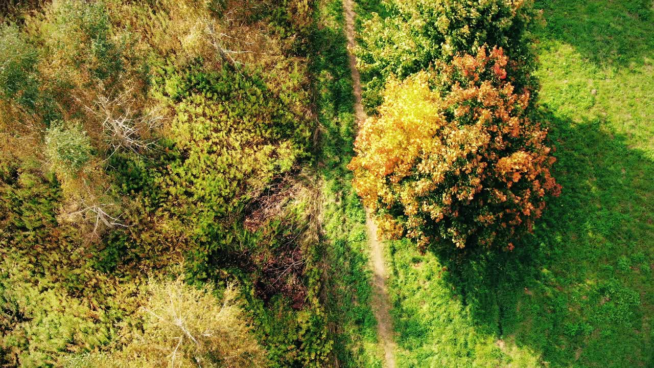 해질녘 가을 숲으로 둘러싸인 도로 위의 항공 영상