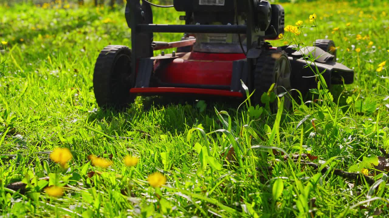 Rotary lawnmower trims thick green grass in backyard during spring maintenance session