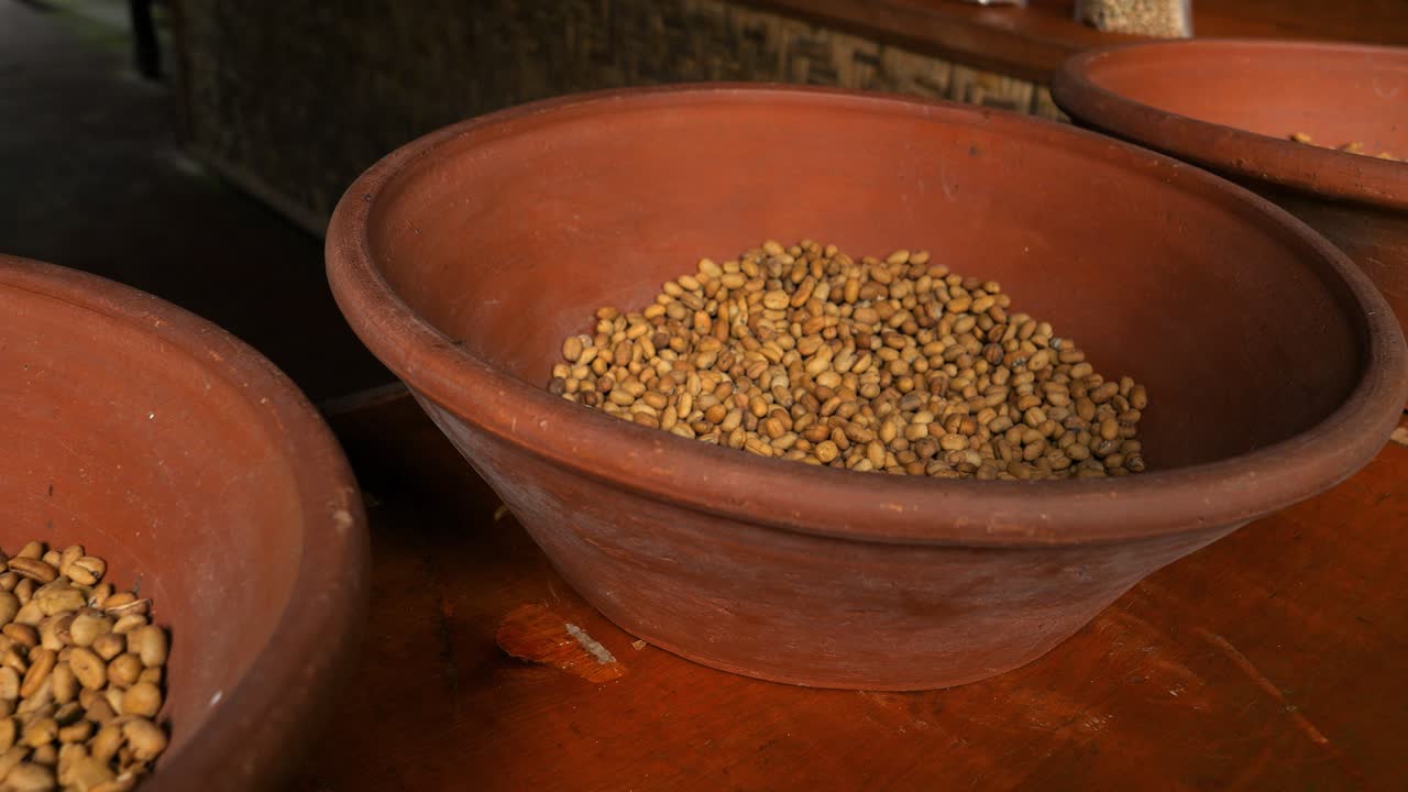 Ripresa al rallentatore degli infami chicchi di caffè Kopi Luwak per caffè speciali costosi e deliziosi in una piantagione di caffè a Bali.