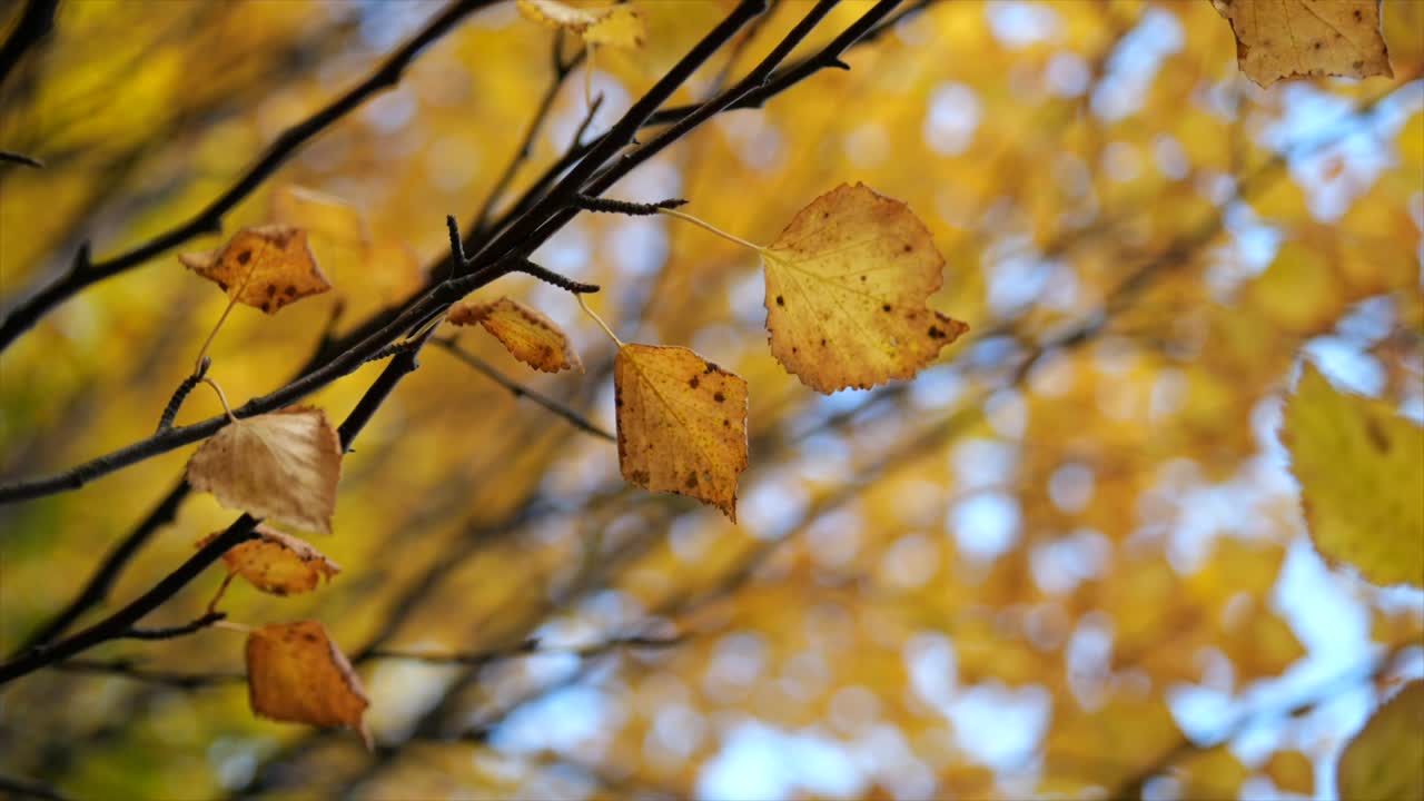 primer plano de hojas de otoño naranja colgando de la rama de un árbol