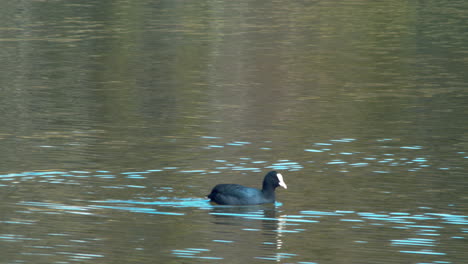 Schwarzer-Blässhuhn-Schwimmt-An-Einem-Sonnigen-Tag-Im-Tegernsee