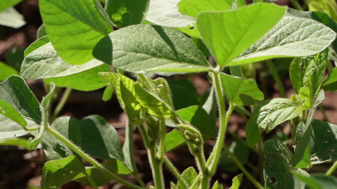 Fresh green soy plants on the field