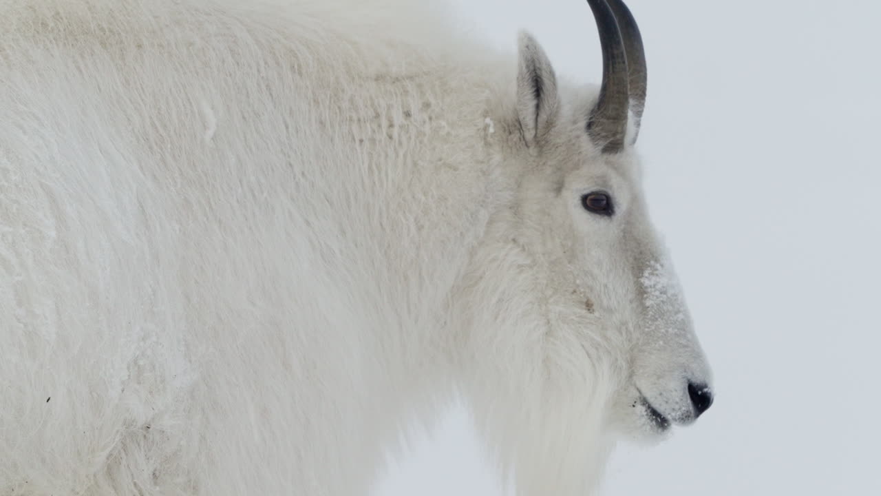 cabra de montaña en el paisaje de invierno en yukon, canadá - de cerca
