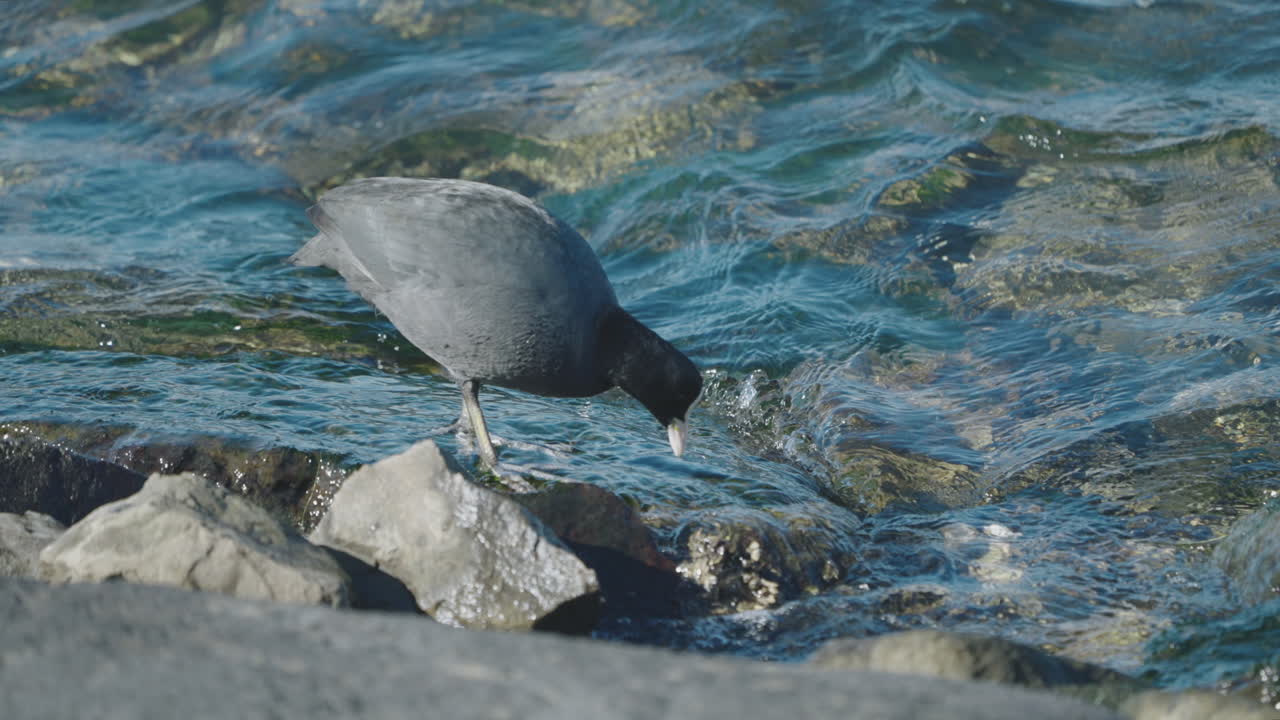 focha euroasiática en la orilla comiendo algas de las rocas con olas salpicando
