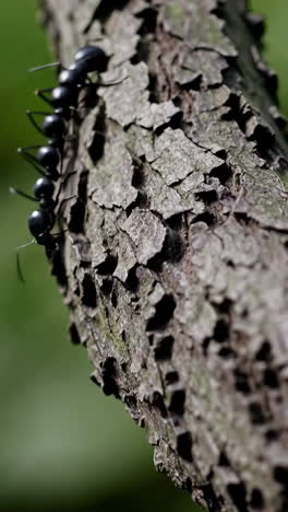 ants climbing a tree trunk