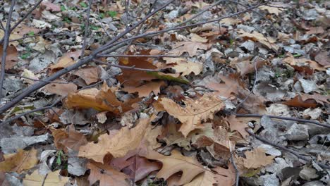 El-Silencio-Del-Otoño-Crea-Un-Hermoso-Fondo-De-Hojas-Muertas-En-El-Suelo