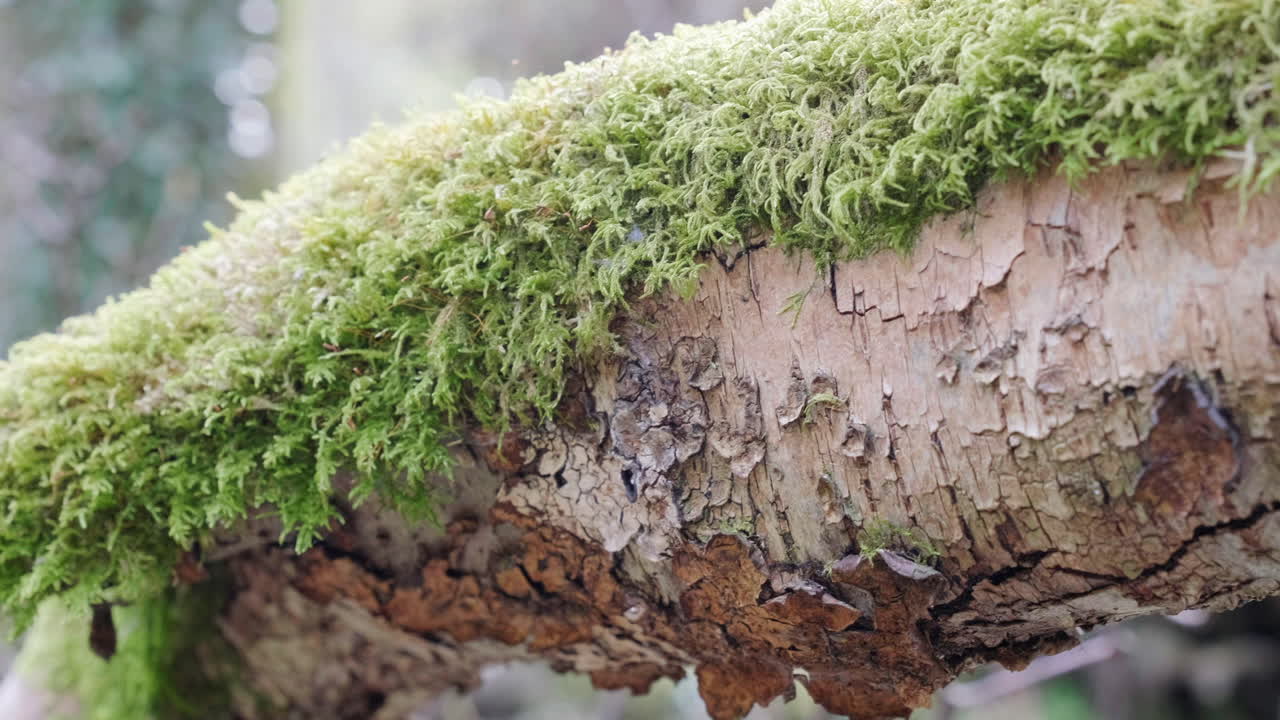 숲속의 나무에서 자라는 이끼