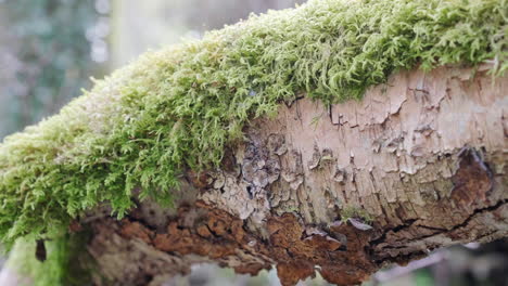 musgo que crece en el árbol en el bosque