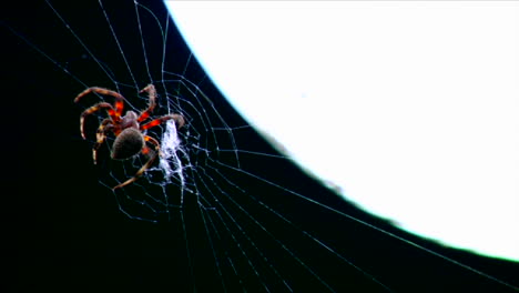 una araña construye una red en un lapso de tiempo