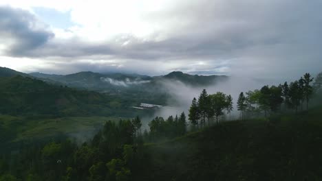 Eine-Filmische-Enthüllungsaufnahme-Von-Nebel-Und-Kiefer