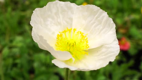 white flower in slow motion