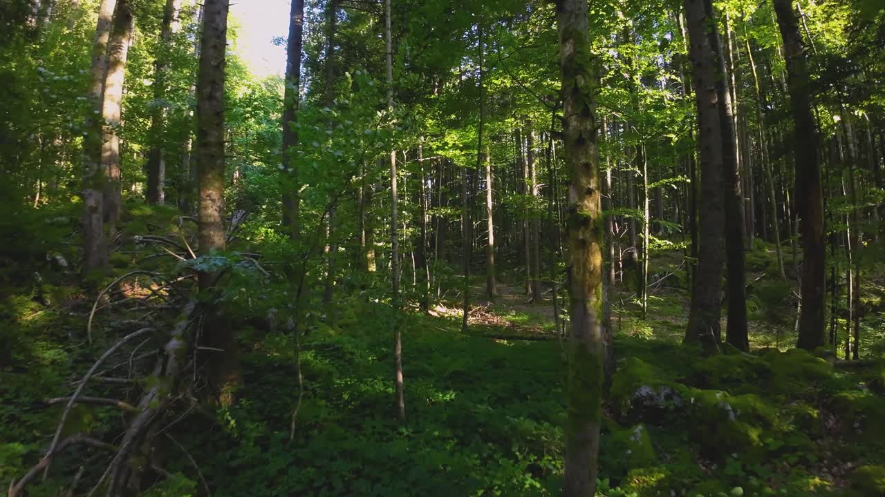 Volo veloce attraverso una fitta foresta tra gli alberi con un drone FPV che si muove agilmente tra la densa boscaglia di una cava, con la luce del sole che filtra tra gli alberi e il fogliame.