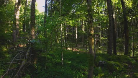 fast flight through a thick forest between trees with an fpv drone weaving between dense quarry woodland with sunlight shining through trees and foliage