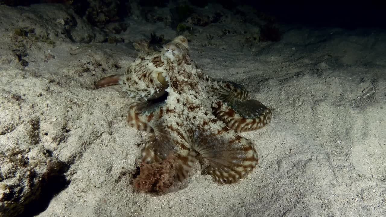 Reef Octopus hunting at night swimming over sandy reef slope in Mauritius Island