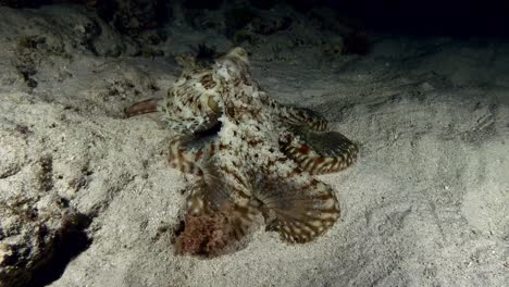 reef octopus hunting at night swimming over sandy reef slope in mauritius island