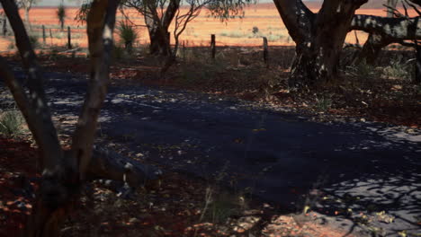 outback road with dry grass and trees