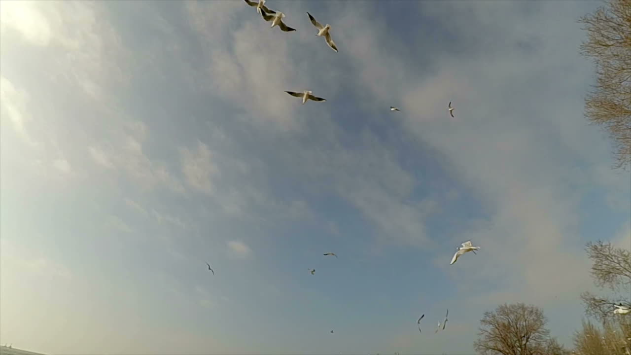 Seagulls in the sky. Slow motion. Seagulls over the sea