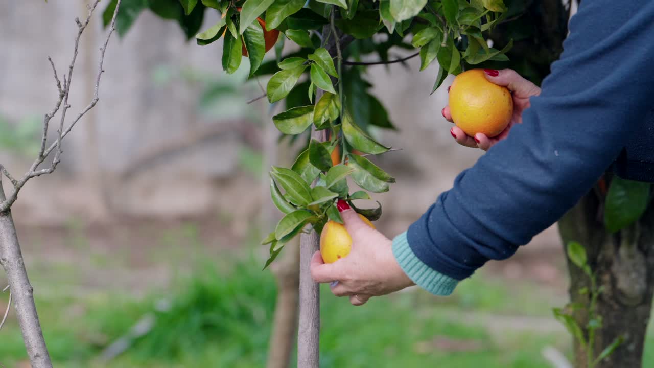 Hand picks ripe orange from citrus tree in garden with fresh green leaves