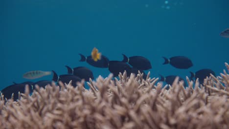 school of surgeonfish and various other species of fish swimming in clear turquoise ocean with healthy coral reef in the foreground