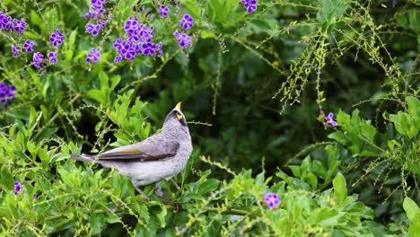 a bird moves through greenery with purple flowers.