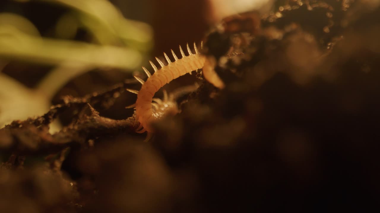 Close-up de uma centopeia rastejando em solo rico, com detalhes da natureza realçados por luz quente.